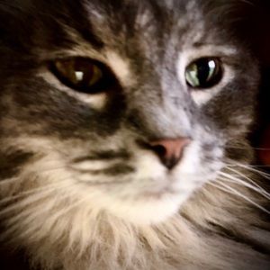 Meet your Posher, Ginger